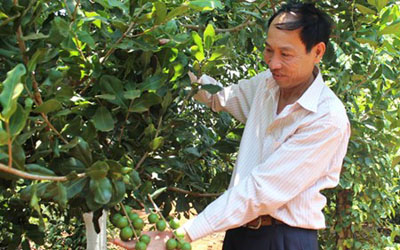 Nông dân nhiều tỉnh Tây Nguyên muốn có thêm thông tin chi tiết về cây mắc ca (Ảnh: Trung Chuyên)