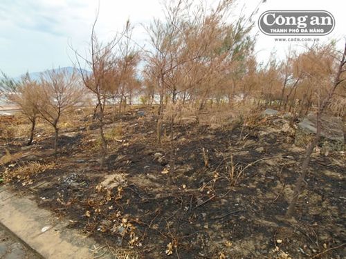 Một khu vực rừng thông bị đốt cháy. Ảnh chụp ngày 22-6-2015. (Công an TP Đà Nẵng)