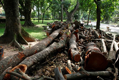 Những thân cây bị gãy đổ nằm ngổn ngang trong công viên Bách Thảo, sau cơn cuồng phong khiến 2 người chết và 5 người bị thương.