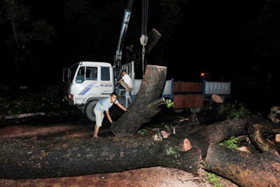 Ngay trong đêm 13.6, những cây bị gãy đổ đã được các công nhân thu dọn, chở về tập kết tại công viên Bách Thảo.