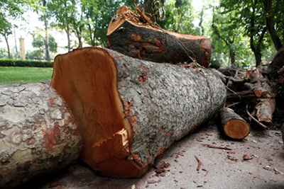 Nhiều khúc gỗ có đường kính hơn 1m, dài từ 2 - 6m.