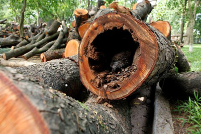 Một số cây bên trong bị sâu, rỗng ruột.