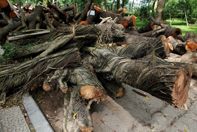 Trong cơn cuồng phong ngày 13.6, rất nhiều loài cây cổ thụ cũng bật gốc như cây si, cây đa.