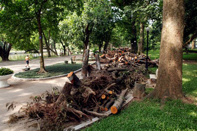 Ngay trong đêm 13.6, những cây bị gãy đổ đã được các công nhân thu dọn, chở về tập kết tại công viên Bách Thảo.