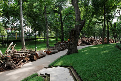 Những thân cây cổ thụ, gốc và cành cây nằm dọc, sát lối đi tập thể dục trong công viên.