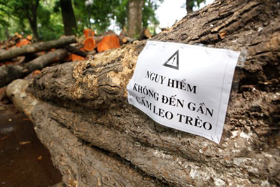 Những thân cây to được dán cảnh báo nguy hiểm.