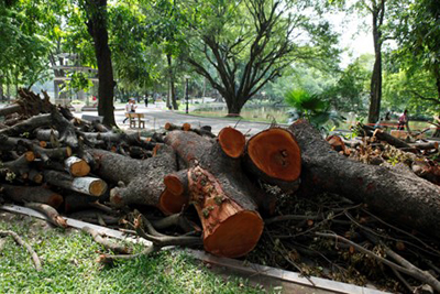 Rất nhiều khúc gỗ xà cừ nằm chất đống.