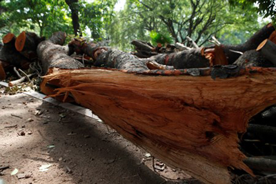 Có những thân cây vẫn còn nguyên vết khi bị cơn dông quật đổ.