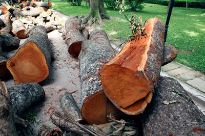 Những khúc gỗ xà cừ cổ thụ được đánh số.