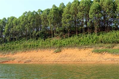 Khu rừng sản xuất tại xã Thịnh Hưng, huyện Yên Bình, tỉnh Yên Bái.