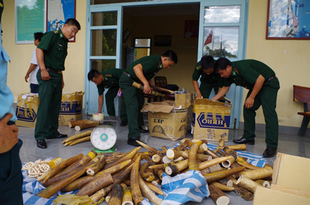 Đồn Biên phòng cửa khẩu quốc tế Hà Tiên kiểm đếm số ngà voi vừa bị thu giữ. Ảnh: Báo Biên phòng