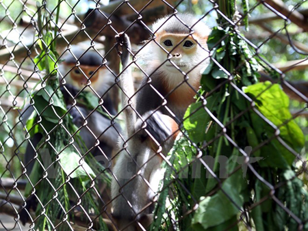 Các cá thể linh trưởng đang được chăm sóc tại Vườn Quốc gia Cúc Phương. (Ảnh: Hùng-Lâm/Vietnam+)