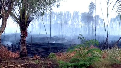 Hiện trường vụ cháy rừng tràm ngày 13/5/2015, trên địa bàn xã Khánh Bình Tây, huyện Trần Văn Thời, tỉnh Cà Mau