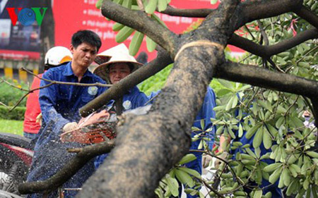 Cây xanh bị chặt hạ ở Hà Nội