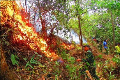 Đây là lần thứ 2 các lực lượng được huy động dập lửa chữa cháy ở rừng thông 30 năm tuổi này