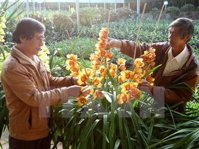 Người dân làng hoa Hà Đông, thành phố Đà Lạt, tỉnh Lâm Đồng, chăm sóc hoa. (Ảnh: Thanh Tùng/TTXVN)