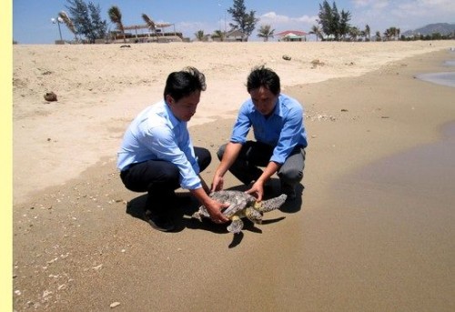Rùa biển Việt Nam đang ngày càng suy giảm về số lượng (Ảnh: TTXVN)