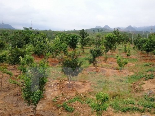 Một vườn cây mắcca. (Ảnh: Nguyễn Duy/TTXVN)