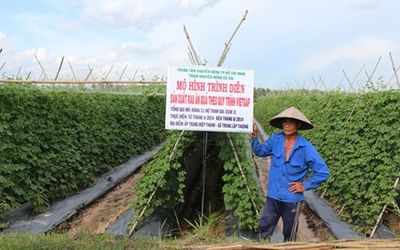 Mô hình trồng rau VietGAP tại ấp Trung Lập Thạnh (Củ Chi) đã nâng cao thu nhập cho người nông dân. Ảnh: Trần Đáng   