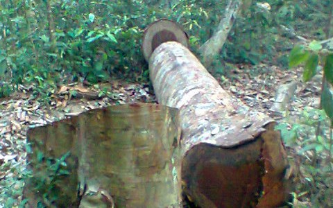 Một cây sa mu bị triệt hạ ở Quế Phong