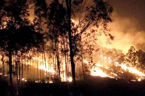 Rừng phòng hộ tại xã Trúc Lâm (Tĩnh Gia) bị cháy lúc 11h ngày 29.5. Ảnh: X.H