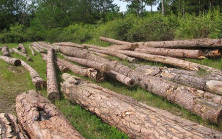 Nhiều diện tích rừng thông ở Đà Lạt mất dần vì bị phá để xây mộ. (Ảnh: T.L/Dân Việt)