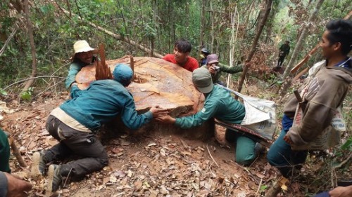 Một gốc gỗ nhiều người ôm tại tiểu khu 187 thuộc sự quản lý của Ban quản lý rừng phòng hộ Đông Bắc Chư Pah