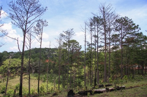 Một cánh rừng thông thuộc rừng đầu nguồn ở Lâm Đồng bị chết đứng vì nạn ken cây...