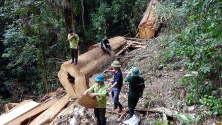 Hiện trường vụ lâm tặc ngang nhiên chặt hạ sa mu cổ thụ trong khu bảo tồn Pù Hoạt