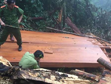 Sau khi chặt hạ các cây sa mu đường kính gần 3m, lâm tặc thản nhiên cắt khúc rồi xẻ thành tấm ngay tại chỗ