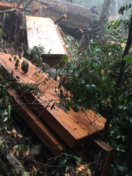 Sau 1 tuần phát hiện, số gỗ bị lâm tặc đốn hạ vẫn chưa thể đưa ra khỏi rừng. Ước tính lượng gỗ lên tới 200 khối