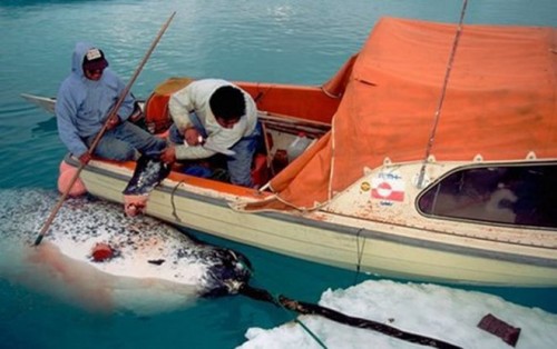 Đánh bắt cá ở Bắc Cực sẽ bị cấm để bảo vệ hệ sinh thái  (Ảnh: National Geographic)