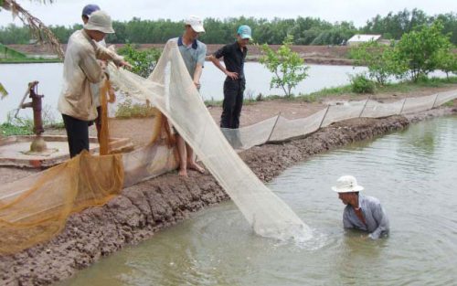 Hàng nghìn hộ dân ở Trà Vinh nuôi tôm dưới tán rừng đang thu lợi nhuận khá (Ảnh:  Huỳnh Xây)