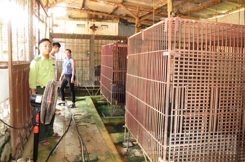  Cán bộ Hạt Kiểm lâm huyện Lạng Giang kiểm tra cơ sở nuôi gấu tại xã Đào Mỹ. 