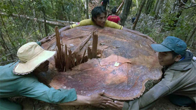 Một cây gỗ bị lâm tặc triệt hạ có đường kính gần 2m (Ảnh: Quang Hồi)