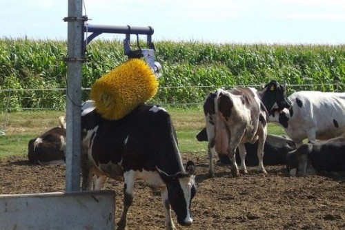 Một con bò đang được làm mát ở miền Bắc Italy (Ảnh: La Repubblica)