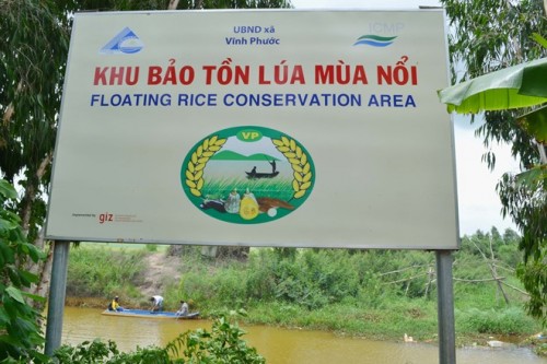 Vùng bảo tồn lúa mùa nổi ở xã Vĩnh Phước (huyện Tri Tôn, An Giang)
