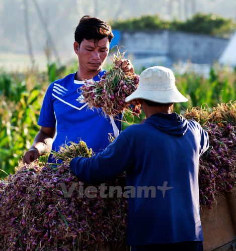Người dân Lý Sơn hy vọng cứu vãn được phần nào mùa tỏi trong giai đoạn khô hạn. (Ảnh: Doãn Đức/Vietnam+)