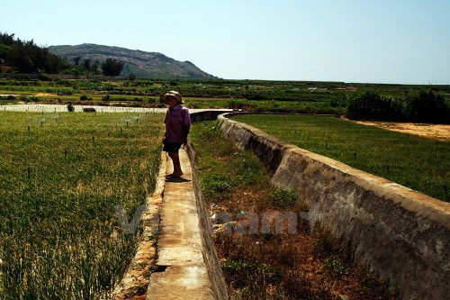 Con kênh này đã không còn nước để phục vụ tưới tiêu cho các ruộng tỏi. (Ảnh: Doãn Đức/Vietnam+)