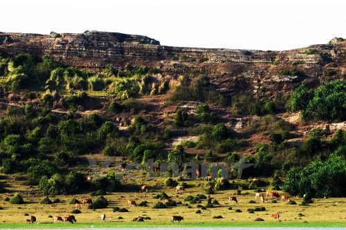 Trước đây khi hồ đầy nước, trâu bò không thể xuống tận dưới lòng hồ để ăn cỏ. (Ảnh: Doãn Đức/Vietnam+)