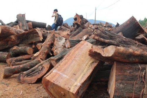 Một thân gỗ phi lao lớn bị đốn hạ xẻ dọc ra (Ảnh: Trần Tuấn/Lao động)