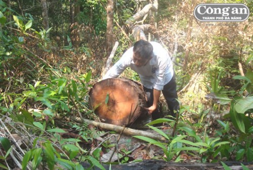 P.V Báo Công an TP Đà Nẵng đo một cây gỗ bị khai thác trái phép tại rừng giống A Sờ.