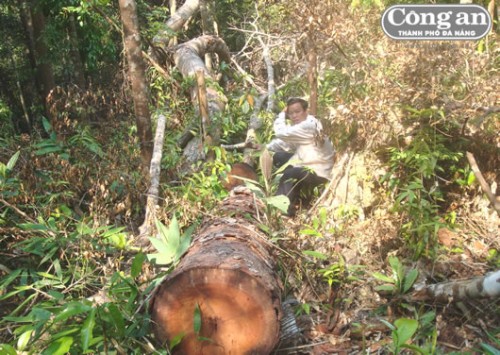 Lâm tặc triệt hạ nhiều loại gỗ quý hiếm tại rừng giống A Sờ.