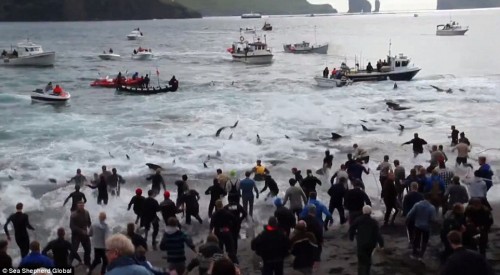 Khoảng 250 con cá voi đã bị giết hại dã man trên hai bãi biển Bour và Torshvan ở đảo Faroe, khi người dân địa phương sử dụng cuốc chim, búa và dao để cắt cổ những sinh vật biển khổng lồ trong một lễ hội được tổ chức thường niên mà người địa phương gọi là “grindadrap”. (Nguồn: DM)