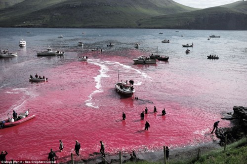 Mặc dù đánh bắt cá voi bị cấm ở nhiều nước, song ngư dân Faroe vẫn có thể thoái mái đánh bắt loài vật này.