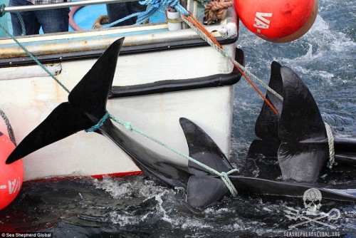 Những con cá voi lần lượt bị kéo vào bờ rồi bị cắt cổ bằng những nhát dao sắc lẹm.