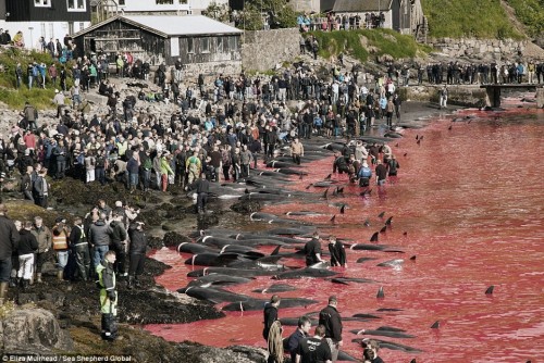 Hoạt động săn bắt cá voi đã diễn ra ở Faroe hàng ngàn năm qua, bất chấp sự phản đối của những tổ chức bảo vệ động vật.