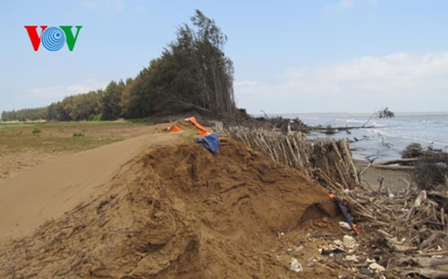 Đê biển và rừng phi lao bị sóng biển bào mòn (Ảnh: Hữu Trãi)