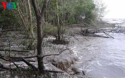 Rừng phòng hộ bảo vệ đê biển Tây (Ảnh: Thạch Hồng)