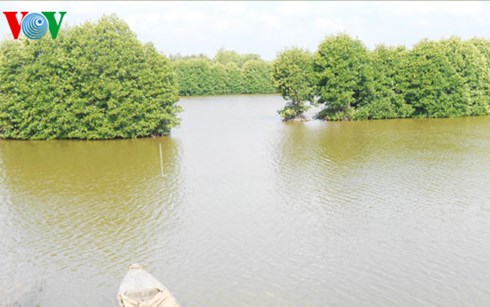 Rừng phòng hộ bảo vệ bền vững đê biển ở Trà Vinh (Ảnh: Trần Điền)